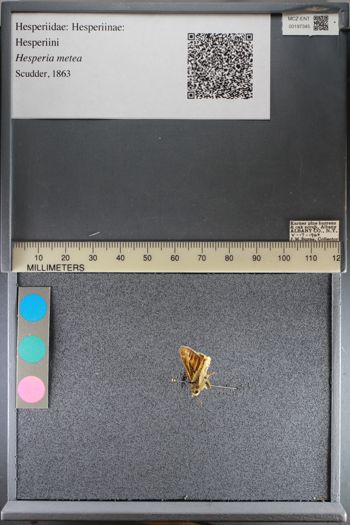 Media type: image;   Entomology 197345